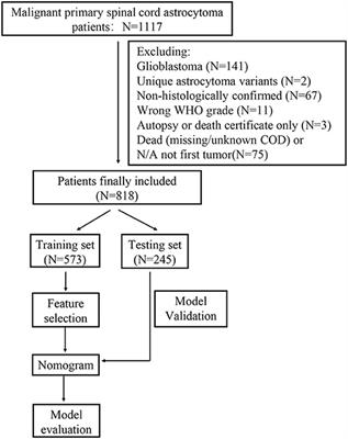 Development and Validation of a Personalized Prognostic Prediction Model for Patients With Spinal Cord Astrocytoma